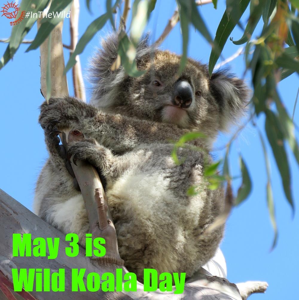 Wild Koala Day DoSomething Near You