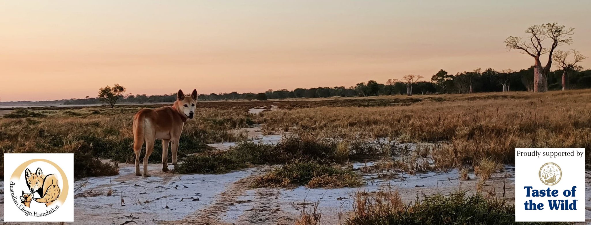 Our Dingoes – Australian Dingo Foundation